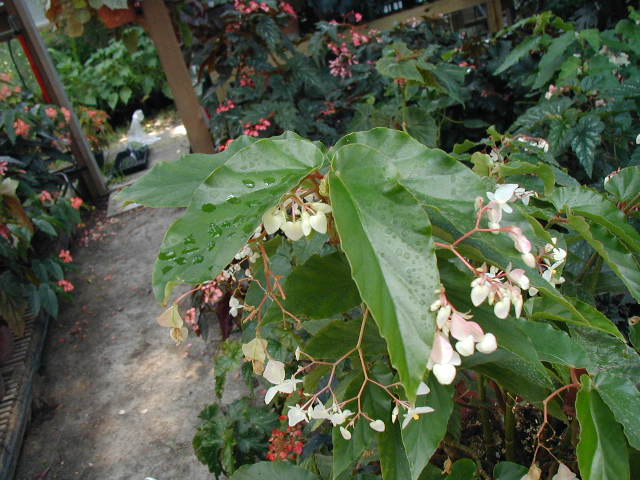 B. ‘Carmen O’